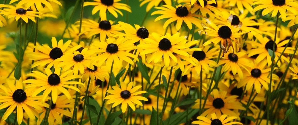 Black-eyed Susan flowers in Upper Arlington, OH.