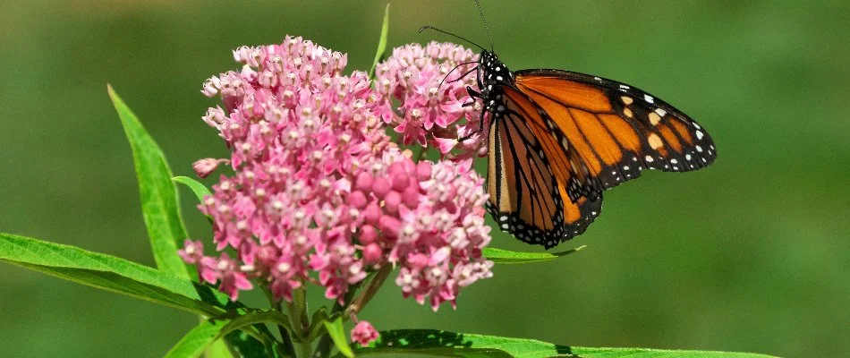 Butterfly on a milkweed in Upper Arlington, OH.