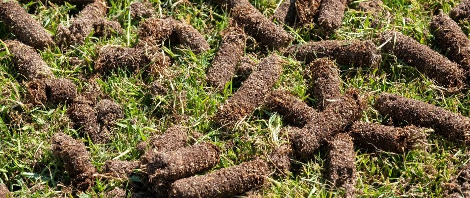 Lawn in Upper Arlington, OH, with aeration plugs.