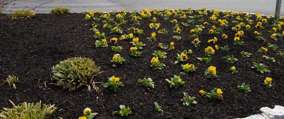 Annual flowers and mulch in a landscape in Upper Arlington, OH.