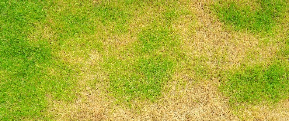 Brown patches spreading across a lawn in Upper Arlington, OH.