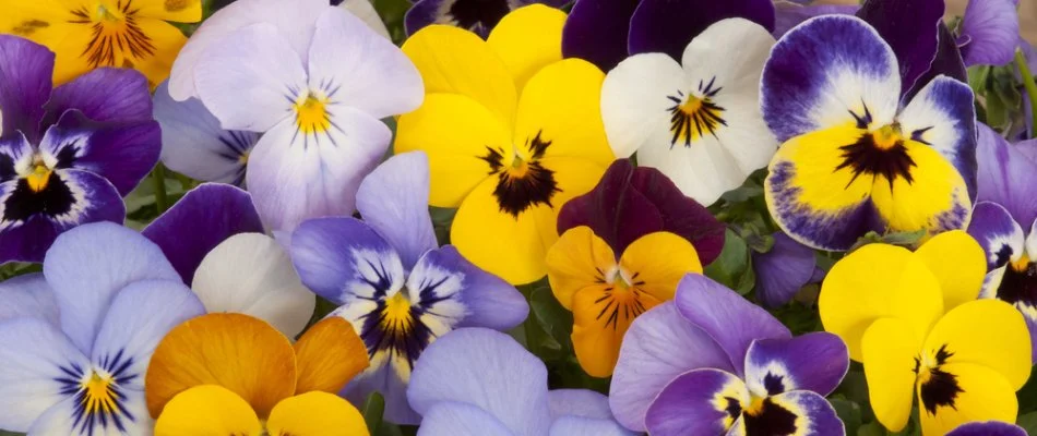 Closeup of yellow, purple, and white pansies in Upper Arlington, OH.