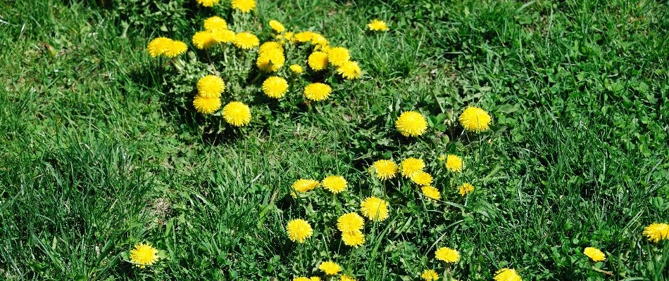 Grass in Upper Arlington, OH, with dandelion weeds.