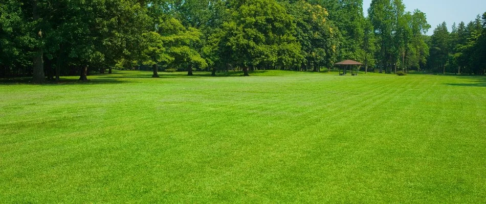 Fertilized lawn with tall lush trees in Italian Village, OH.