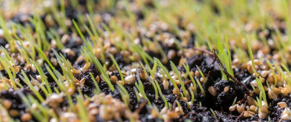 Grass seedlings growing on the soil in Upper Arlington, OH.