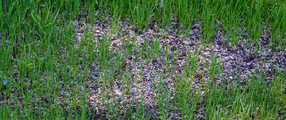 Bare patch of a lawn in Upper Arlington, OH, with grass seeds.