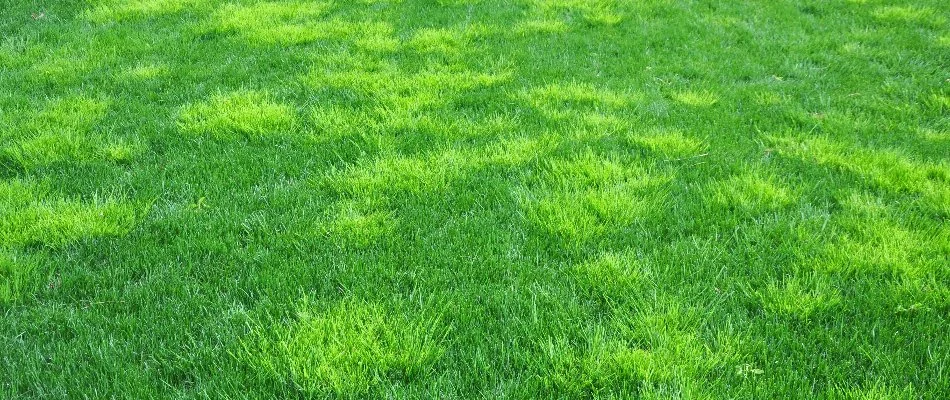 Green lawn in Upper Arlington, OH, with many weeds.
