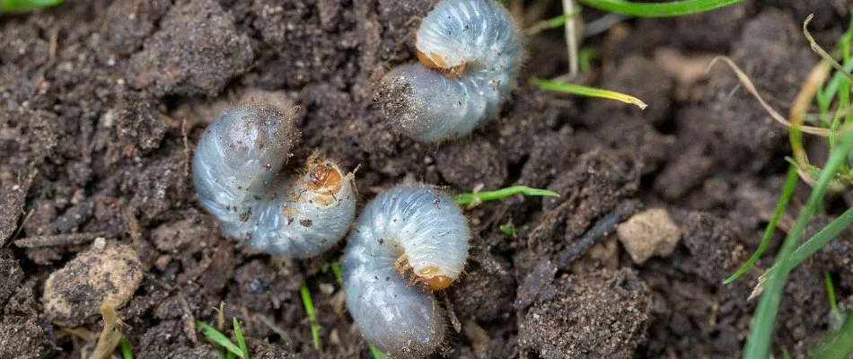 Grubs on soil in Upper Arlington, OH.