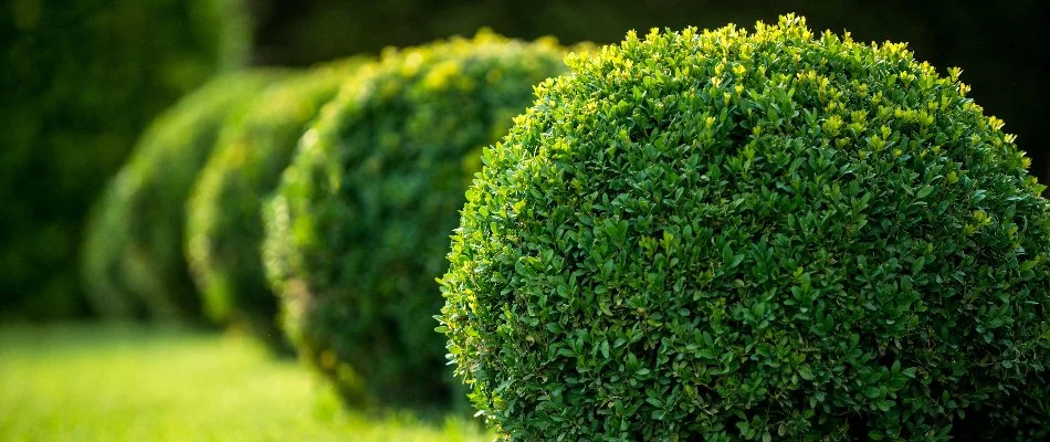 Healthy manicured shrubs in Upper Arlington, OH.