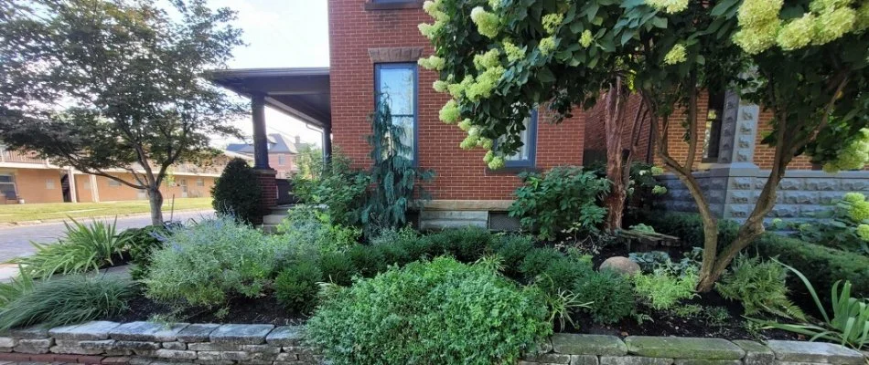 Lush green plants on a landscape in Upper Arlington, OH.