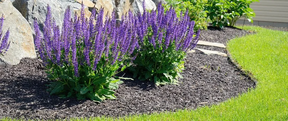 Mulch and purple flowers in a landscape bed.