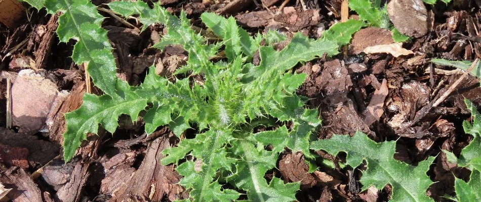 Mulched landscape bed in Upper Arlington, OH, with a weed.