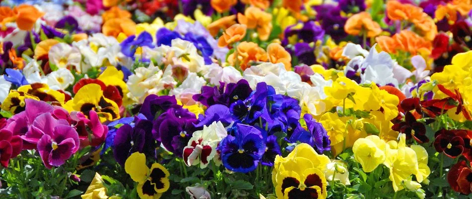 Pansies in Upper Arlington, OH, in different colors.