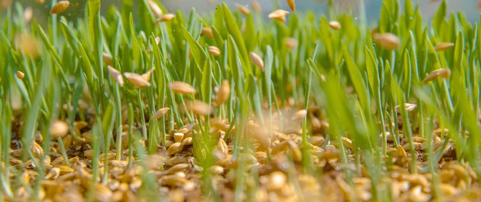 Seeds falling onto a lawn during an overseeding service in Upper Arlington, OH.