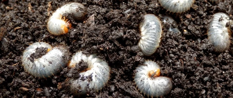 Soil with grubs in Upper Arlington, OH.