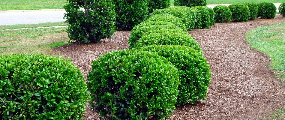 Trimmed green shrubs in Upper Arlington, OH.